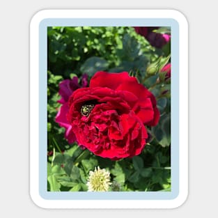 Red garden rose and bug Sticker